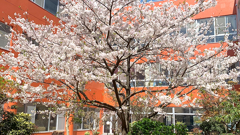 画像：中庭の桜（令和2年）